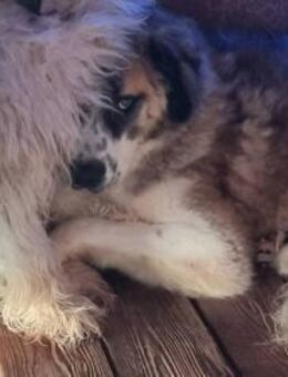 Scheuer Artur sucht geduldige Menschen - München