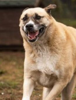 DEXTER - selbstbewußt und neugierig - Overath