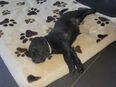 Goldador/Labrador Retriever/Golden Retriever in 04416