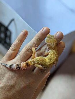 Leopardgecko Tangerine 1.0 - Rostock