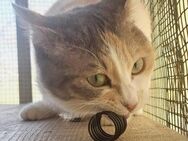 Angel sucht ein liebevolles Zuhause - Bergheim (Nordrhein-Westfalen)