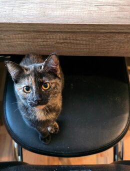 Kleine Katzen - Laußig