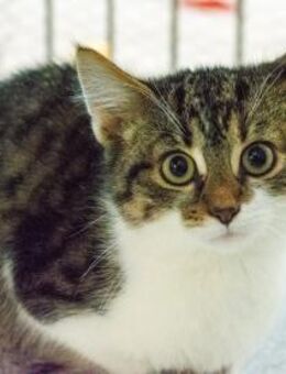 Fingal - Großerlach