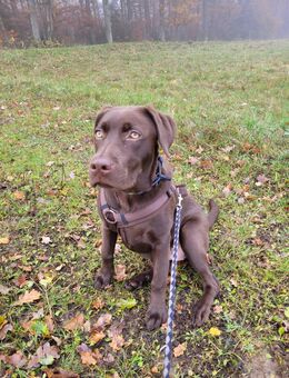 Laprador Hündin Weple 6 Monate - Dietzhölztal