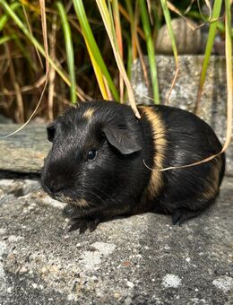 Meerschweinchen wunderschön - Dreis