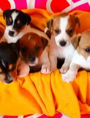 Wunderschöne reinrassige Jack Russel Welpen in 5605