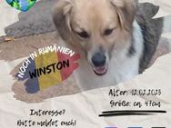 WINSTON - sucht mutig sein Glück - Waakirchen