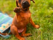 Reinrassige Rhodesian Ridgeback Welpen - Lübeck