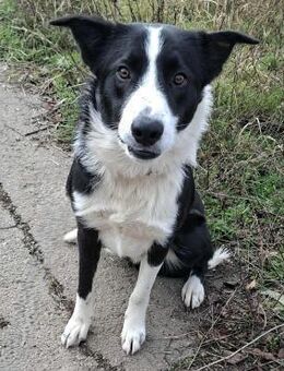 Chris - Weilmünster