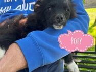 Popy ein kleiner Engelchen - Flörsheim-Dalsheim