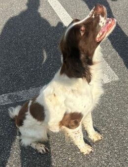 Ares - Notfall ‼️ - Würzburg