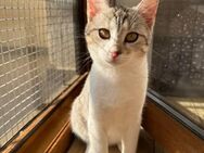 Jinx Sportliches Katzenmädel - Unterföhring