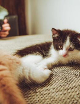 Kitten in liebevolle Hände abzugeben (Schwarzweißer Kater) - Nürnberg