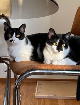 Bruno & Vina suchen gemeinsames Zuhause! - Berlin