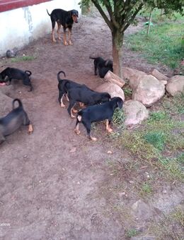 Welpen Dobermann/Schweizer Sennenhund Mix - Kalbe (Milde) Altmersleben