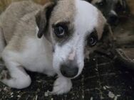 Florence sucht ein sicheres Zuhause - München