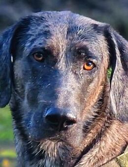 KENAI - sanft&anhänglich - Betzenstein