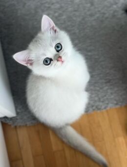 Bkh Kitten Mädchen - München Trudering-Riem