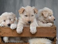 Schafpudelwelpen ähnlich Briard und Bobtail - Mörsfeld