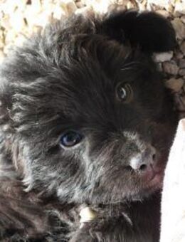 Tulip hätte kaum eine Chance gehabt - Wöllstadt