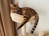 Bengal Kater, Antiallergiker Katze, Kater Leo zu verkaufen - Herne