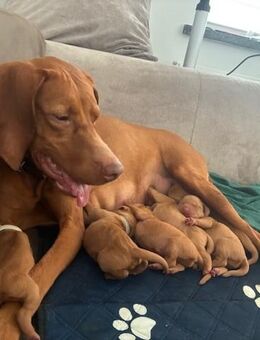 Hungarian vizsla puppies. HOME bred. Born on 01.07.2025 - Geisa