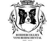 Wunderschöne Bordercollie welpen - Furtwangen (Schwarzwald)