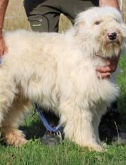 Rohin - sehr zutraulich u. kinderlieb - Lohra