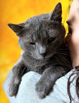 ausgeglichener, kinderlieber Russisch Blau Kater, 5 Jahre alt, kastriert - Hannover Buchholz-Kleefeld