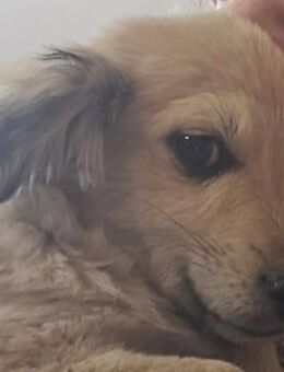 BOOMER -herzlos in Eiseskälte ausgesetzt - Seggebruch