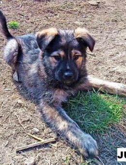 Welpe Julio sucht liebe Menschen - Neuhausen (Fildern)