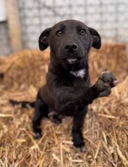 Banderas Mix Rüde 6 Monate in Ungarn - Reutlingen