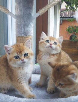 Süße BKH - Kitten abzugeben - Kitzingen