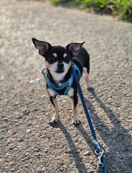 Hübscher Chihuahua Deckrüde - Schwalmtal (Nordrhein-Westfalen)