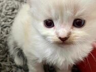 Zuckersüße, reinrassige Kitten Kätzchen Katze in tollen Farben, abgabebereit - Zossen