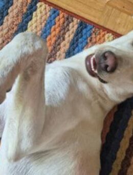 ONNI - fröhlicher, verspielter Junghund - Kallmünz