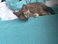 Hübsche dreifarbige Katze - München