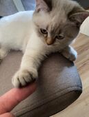 BKH Geschwister suchen ihr für immer. in 89150