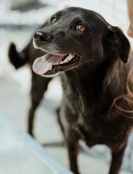 -Black Beauty- Bella - Stuttgart