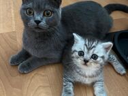 Verkaufe 2 Britisch Kurzhaar Kitten - Berlin