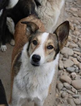 Charlotte möchte glücklich werden - Celle