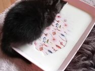ÄGYPTISCHE MAU BABY - Oberhausen