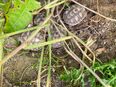 Griechische Landschildkröten von 2024 in 89367