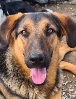 Asteris, geb. ca. 01/2022, GRIECHENLAND - Markdorf