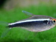 Aquarium Fisch; Schwarzer Neon - Hyphessobrycon herbertaxelrodi - Erftstadt