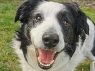 Herzenshund gesucht?Oreo wartet auf dich - Pirna