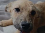 💛Süßer Welpe Teddy sucht Liebe💛 - Eislingen (Fils)