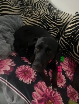 Labrador Schäferhund mix - Tülau