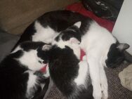 2 Kitten abzugeben...je 35 Euro - Goslar