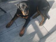 Verkaufe Rottweiler - Tuttlingen